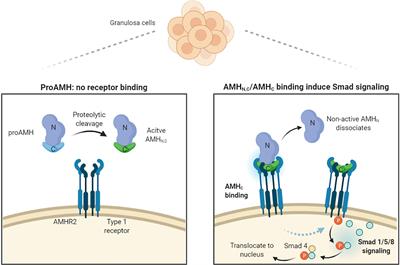 High Variability of Molecular Isoforms of AMH in Follicular Fluid and Granulosa Cells From Human Small Antral Follicles